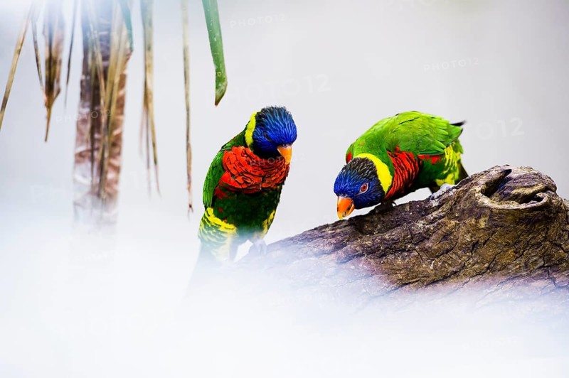 Parrot, colorful, all-color lory, Trichoglossus haematodus