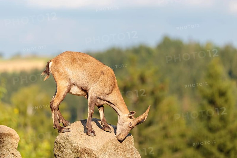 A female ibex (Capra ibex) stands on a rock on a sunny day. A blue sky with clouds and a forest can be seen in the background. Carinthia, Austria