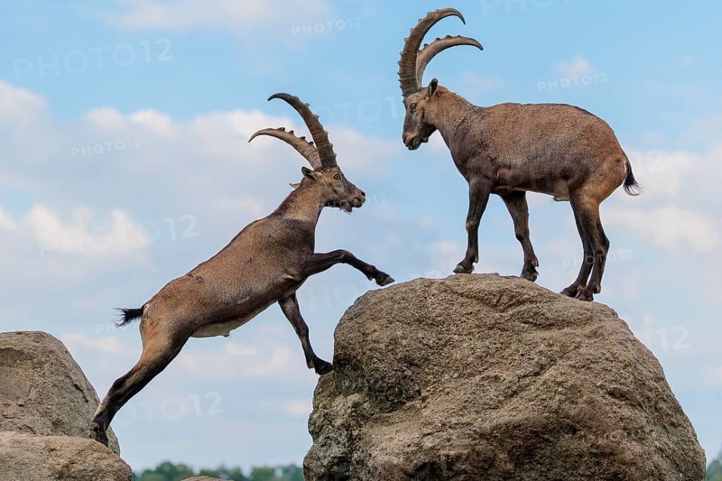 Two male ibexes (Capra ibex) stand facing each other on a rock and playfully fight with each other. A young ibex watches the scene. A blue sky with clouds can be seen in the background. Carinthia, Austria