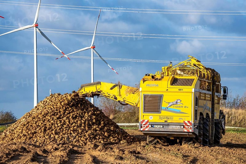 Sugar beet harvest, with an automatic, digitized, Ropa Tiger S6 sugar beet harvester, depositing crops piled up at the edge of the field as rent, near Grevenbroich, North Rhine-Westphalia, Germany