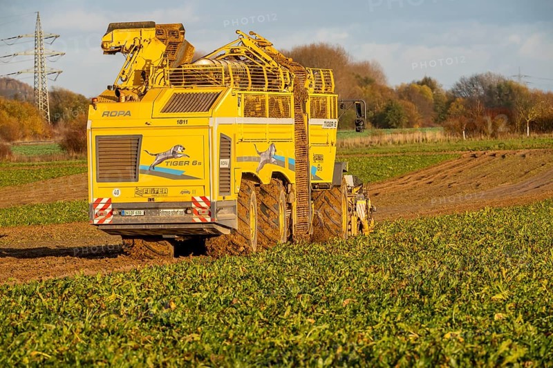 Sugar beet harvest, with an automatic, digitized, Ropa Tiger S6 sugar beet harvester, near Grevenbroich, North Rhine-Westphalia, Germany