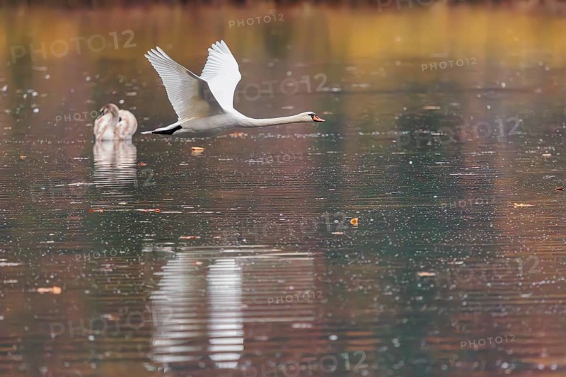 A mute swan (Cygnus olor) flies over a lake. A forest in autumn colors is reflected in the water. Upper Austria