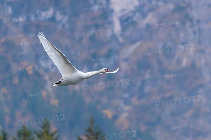 A mute swan (Cygnus olor) flies over a lake. In the background, a mountain forest can be seen in autumnal colors. Upper Austria