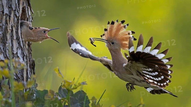 Hoopoe (Upupa epops) bird of the year 2022, male with food, prey, foraging, food for the young birds, raised bonnet, sunrise, interaction, brood cave, nest, young bird begging for food, flying, approaching, wings, climate change, Middle Elbe biosphere reserve, Saxony-Anhalt, Germany