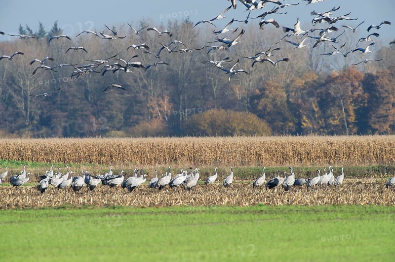 Cranes (grus grus) while resting on the southward train looking for food in a harvested corn field, North Rhine-Westphalia, Germany