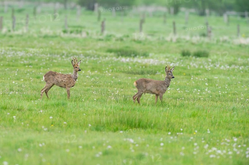 Deer (Capreolus capreolus) roebuck in meadow terrain, changes winter to summer fur, North Rhine-Westphalia, Germany