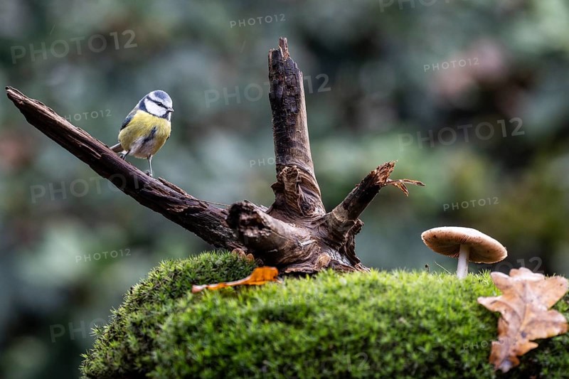 Blue tit (Parus caerulea), Emsland, Lower Saxony, Germany