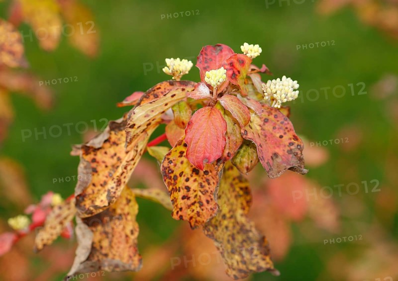 Blood-red dogwood (Cornus sanguinea), branches with buds, North Rhine-Westphalia, Germany