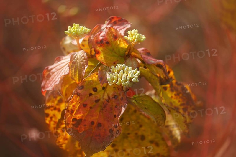 Blood-red dogwood (Cornus sanguinea), branch with buds, alienation, North Rhine-Westphalia, Germany