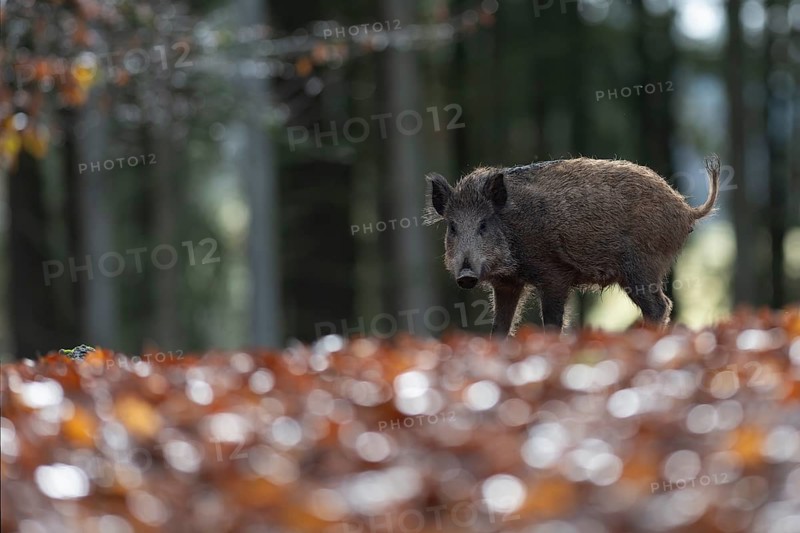 Wild boar defector, Daun, Rhineland-Palatinate, Germany