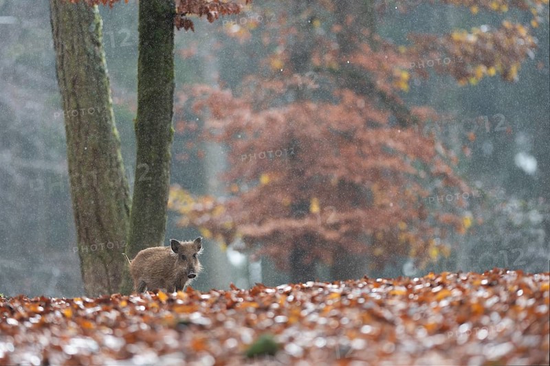 Wild boar newbie in the rain, Daun, Rhineland-Palatinate, Germany