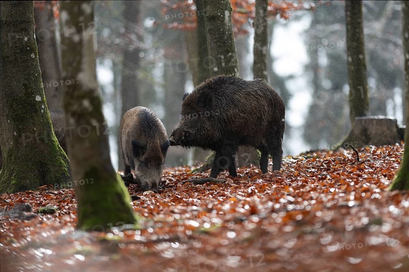 Strong wild boar boar with stream in rain, Daun, Rhineland-Palatinate, Germany