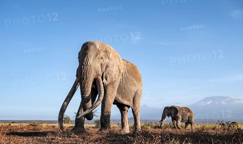 African elephant (Loxodonta africana) with Kilimanjaro, the famous Super Tusker elephant Craig, old male with long tusks, evening light, Amboseli, Kajiado County, Kenya