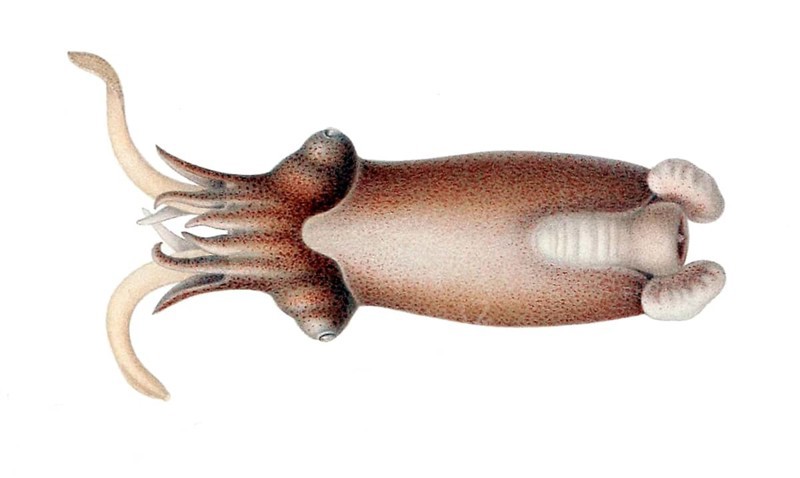 Posthorn squid (Spirula spirula), Spirulidae family, sinuous housing that is inside the body and is full of air chambers, is used for buoyancy, Phragmocon, Caribbean, Barbados