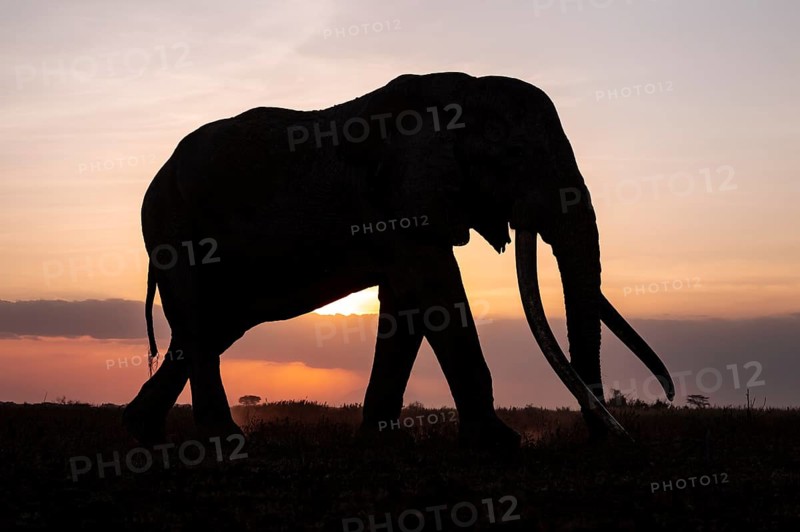 Backlight, African elephant (Loxodonta africana), the famous Super Tusker elephant Craig, old bull elephants with long tusks, at sunset, Amboseli, Kenya