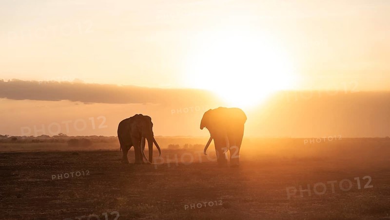 Backlight, African elephant (Loxodonta africana), the famous Super Tusker elephant Craig and Pascal, old bull elephants with long tusks, at sunset, Amboseli, Kenya