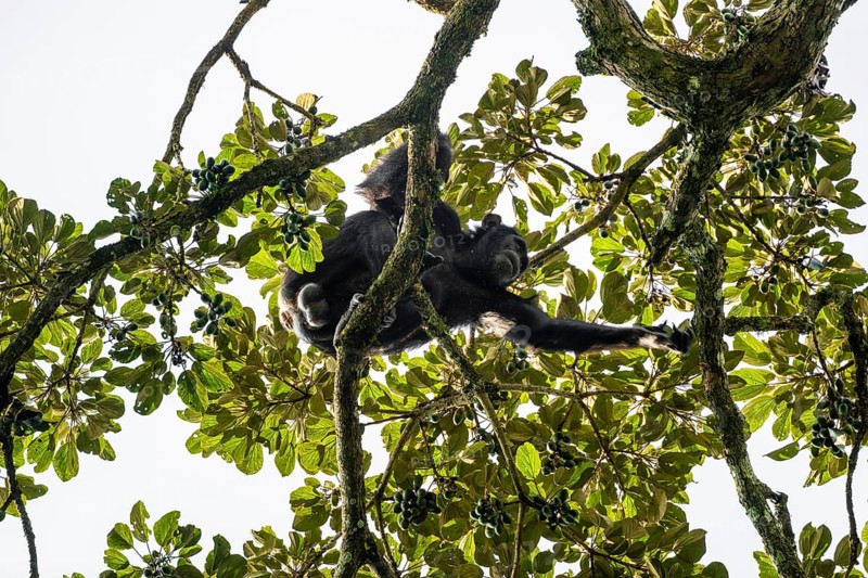 Chimpanzee (Pan Troglodytes), adult male feeding in the treetop in the jungle, Murchison Falls National Park, Uganda