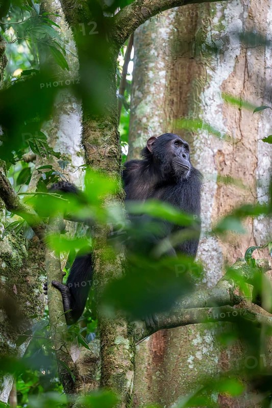Chimpanzee (Pan Troglodytes), adult male in tree, jungle, Murchison Falls National Park, Uganda