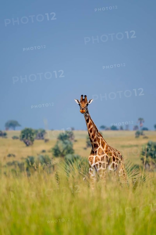 Rothschild giraffes in Murchison Falls National Park, Uganda