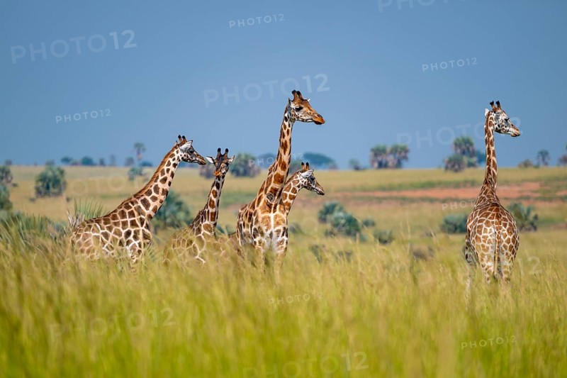 Rothschild giraffes in Murchison Falls National Park, Uganda
