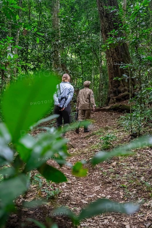 Tourists and rangers run in the jungle, Kibale National Park, Uganda