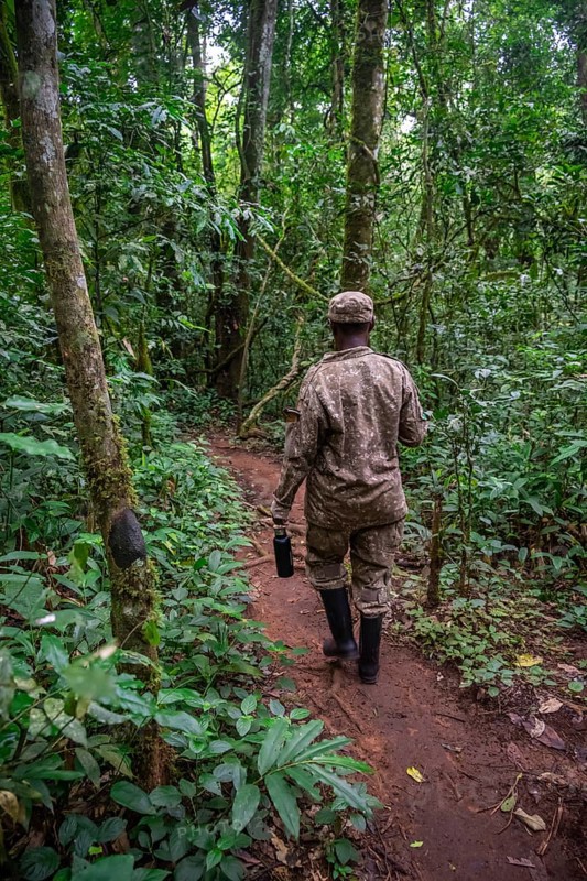 Ranger running in the jungle, Kibale National Park, Uganda