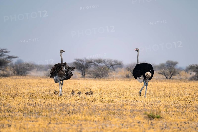 African ostrich (Struthio camelus), adult female and male with six young animals, chicks, animal family, African savanna, Nxai Pan National Park, Botswana