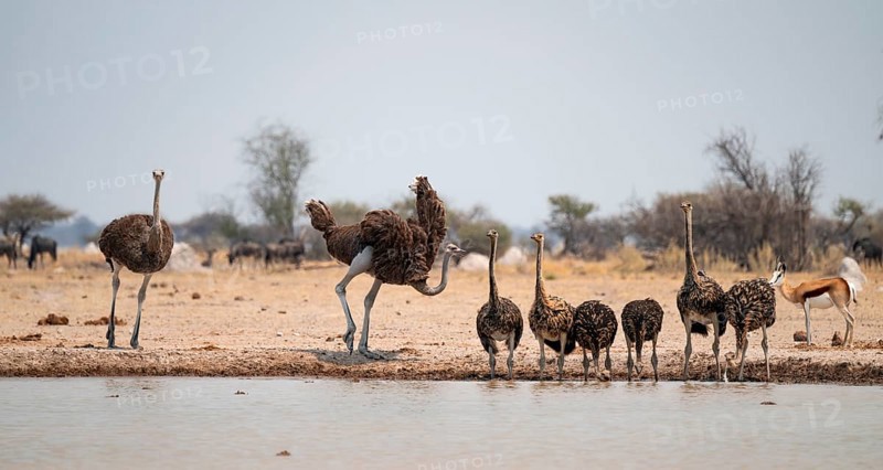 African ostrich (Struthio camelus), funny animal family, mother and six juvenile young animals, group drinking at the waterhole, Nxai Pan National Park, Botswana