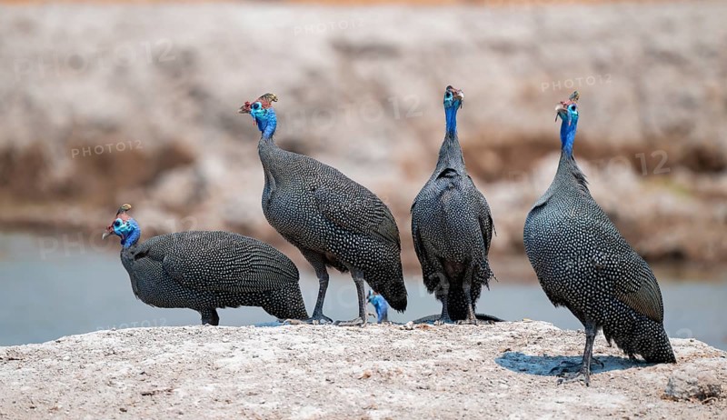 Helmet guinea fowl (Numida meleagris), swarm at the waterhole, Nxai Pan National Park, Botswana