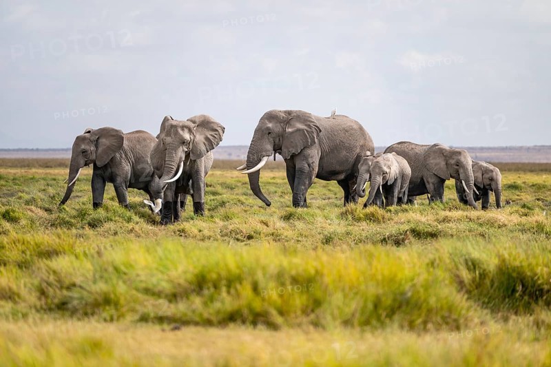 African elephant (Loxodonta africana), herd of young animals in Amboseli National Park, Rift Valley Province, Kenya