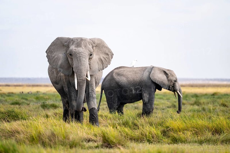 African elephant (Loxodonta africana), Amboseli National Park, Rift Valley Province, Kenya