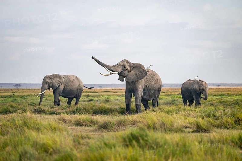 African elephant (Loxodonta africana) kills, heron on the back, Amboseli National Park, Rift Valley Province, Kenya