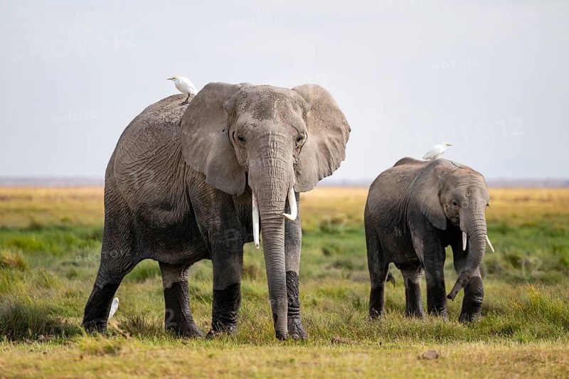 African elephant (Loxodonta africana) with heron on its back, Amboseli National Park, Rift Valley Province, Kenya