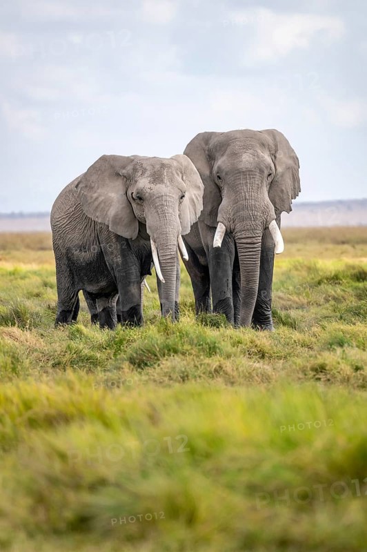 Two African elephants (Loxodonta africana), Amboseli National Park, Rift Valley Province, Kenya