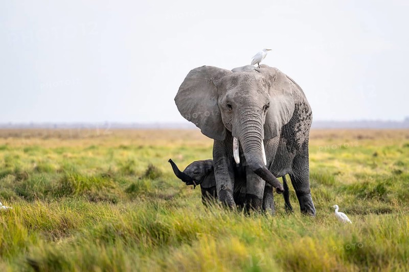 African elephant (Loxodonta africana), young animal killing, heron on the back, Amboseli National Park, Rift Valley Province, Kenya