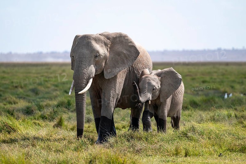 African elephant (Loxodonta africana) with baby, young and dam, Amboseli National Park, Rift Valley Province, Kenya