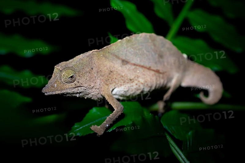 Zomba dwarf chameleon (Rieppeleon brachyurus), white chameleon on a branch at night, Amani Nature Forest Reserve, Eastern Usambara Mountains, Tanga, Tanzania