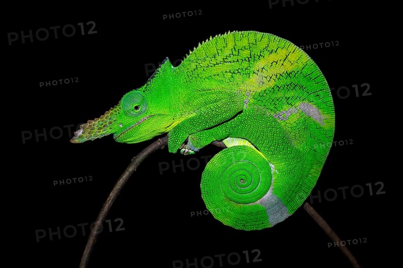 Squishy bihorn chameleon (Kinyongia matschiei), adult male, chameleon on a branch at night, Amani Nature Forest Reserve, Eastern Usambara Mountains, Tanga, Tanzania