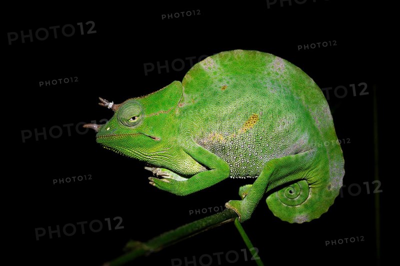 Usambara three-horned chameleon (Trioceros deremensis), chameleon on a branch at night, Amani Nature Forest Reserve, Eastern Usambara Mountains, Tanga, Tanzania
