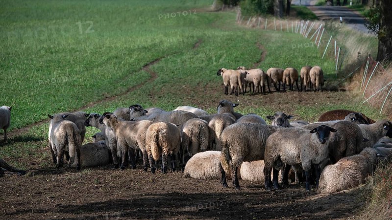 Black-headed sheep (Ovis gmelini aries) graze close to a road separated by a pasture fence, Mecklenburg-Western Pomerania, Germany