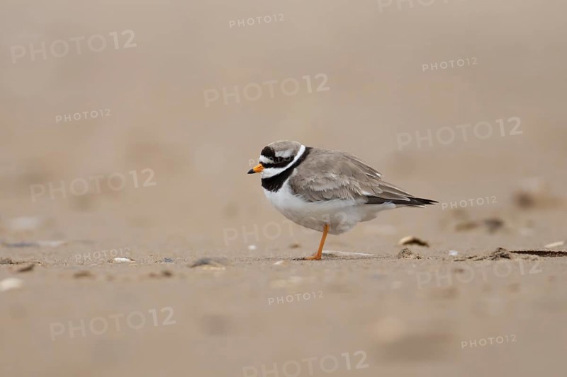Ringed plover (Charadrius hiaticula) adult wader bird on a beach, England, United Kingdom