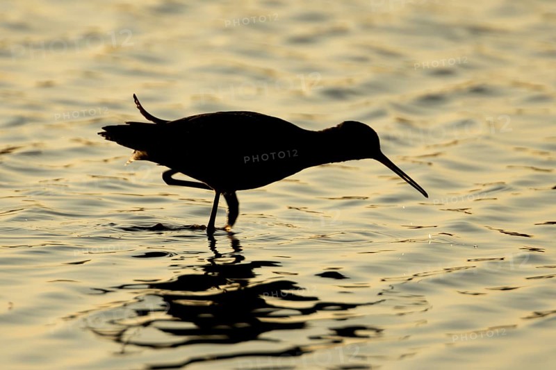 Spotted redshank (Tringa erythropus) silhouette of an adult wader bird feeding in a shallow lagoon at sunset, England, United Kingdom