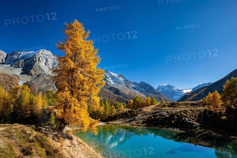Lac Bleu with autumnal larches, Evolene, Val d'Herens, Canton of Valais, Switzerland