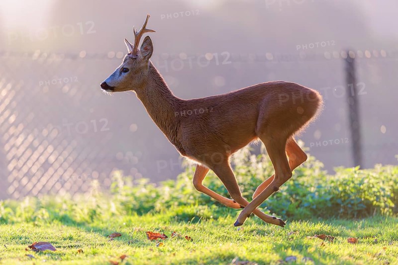 A roe buck (Capreolus capreolus) runs across a green meadow on a sunny day. A fence can be seen in the background. Bavaria, Germany