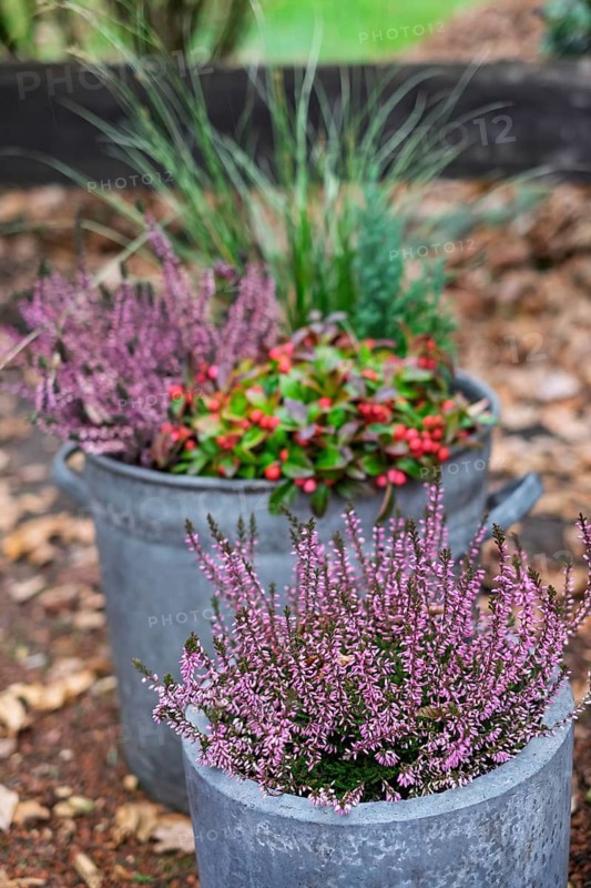 Tub with autumn plants, North Rhine-Westphalia, Germany
