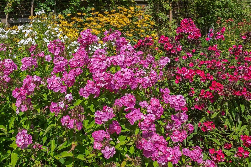Perennial bed with phlox paniculata (summer phlox), Münsterland, North Rhine-Westphalia, Germany