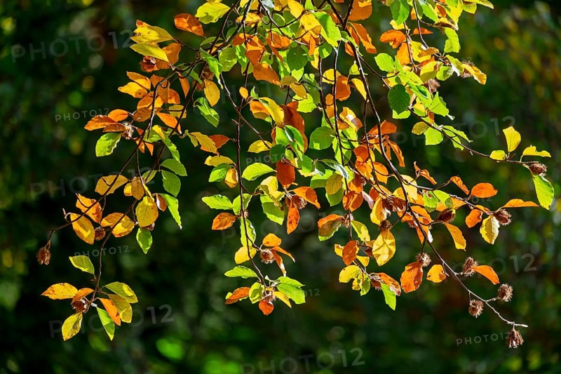 Colorful beech leaves in autumn, Münsterland, North Rhine-Westphalia, Germany