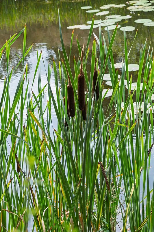 Cattail inflorescence (Typha sp.), Netherlands