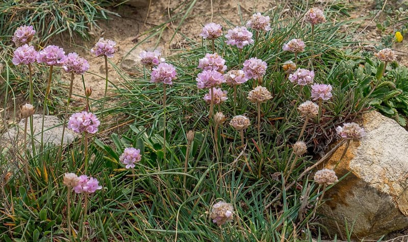 Beach grass clove (Armeria maritima), Algave, Portugal