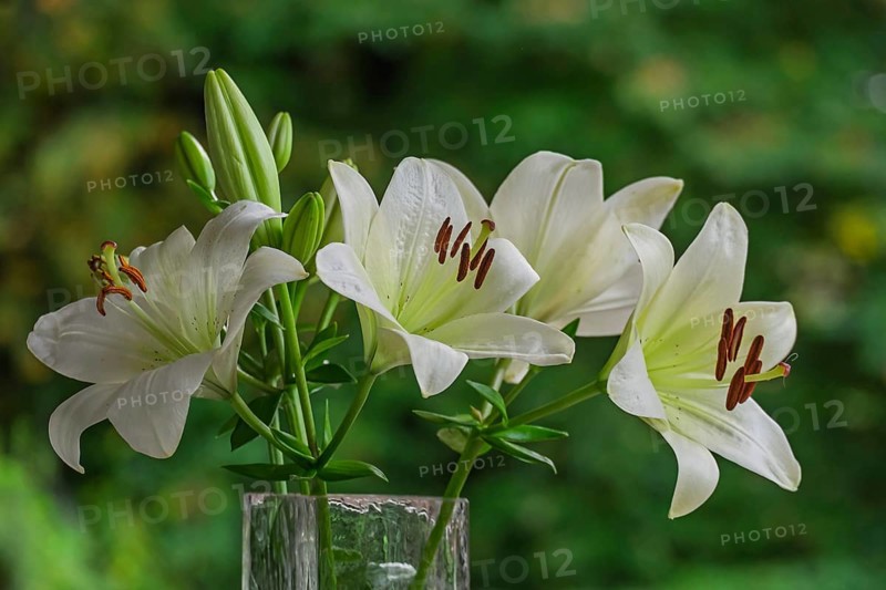 White lilies (Lilium) in a flower vase, Münsterland, North Rhine-Westphalia, Germany